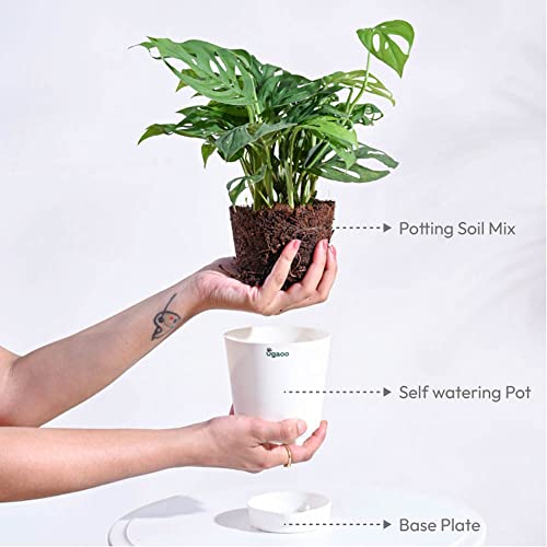 Ugaoo Philodendron Broken Heart Pet Safe Plant with White Self Watering Pot (Monstera Adansonii) - Image 3