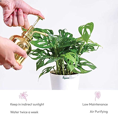 Ugaoo Philodendron Broken Heart Pet Safe Plant with White Self Watering Pot (Monstera Adansonii) - Image 4