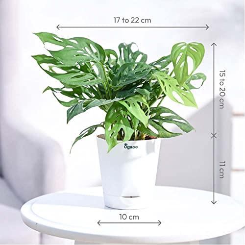 Ugaoo Philodendron Broken Heart Pet Safe Plant with White Self Watering Pot (Monstera Adansonii) - Image 5