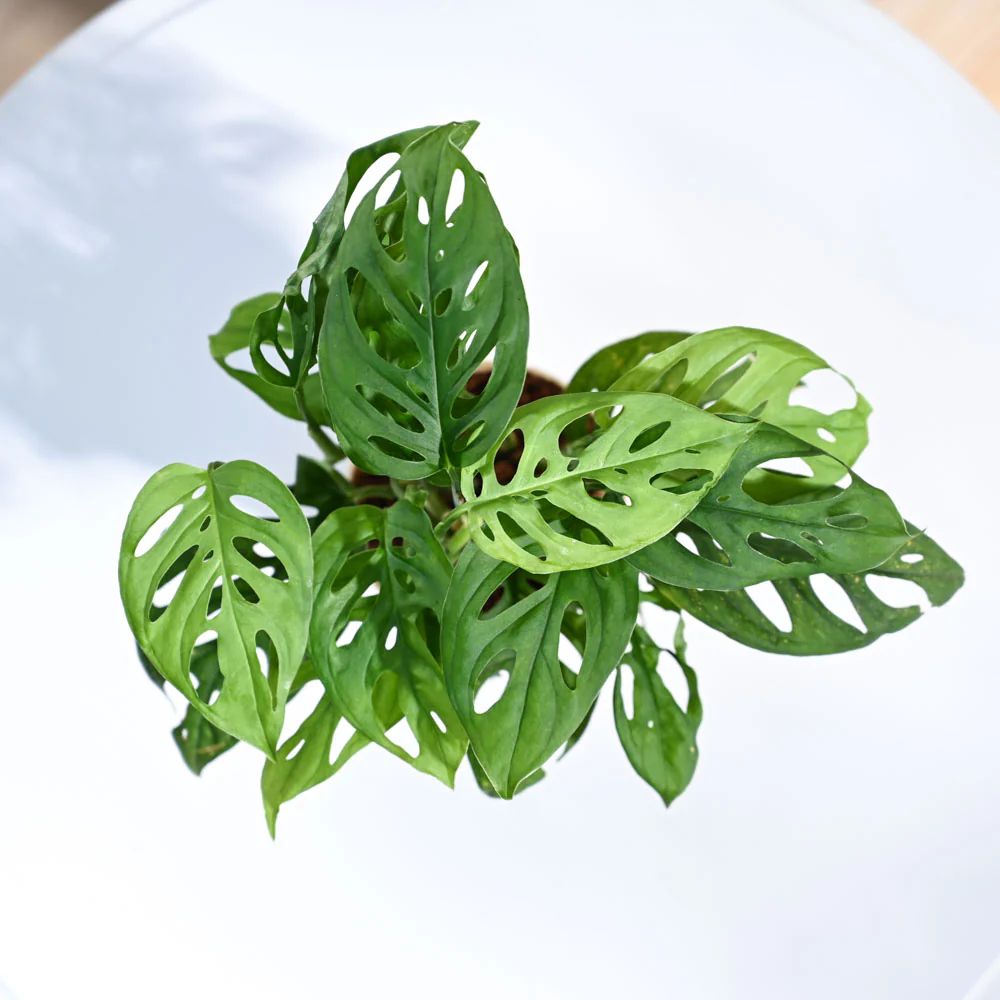 Ugaoo Philodendron Broken Heart Pet Safe Plant with White Self Watering Pot (Monstera Adansonii) - Image 6