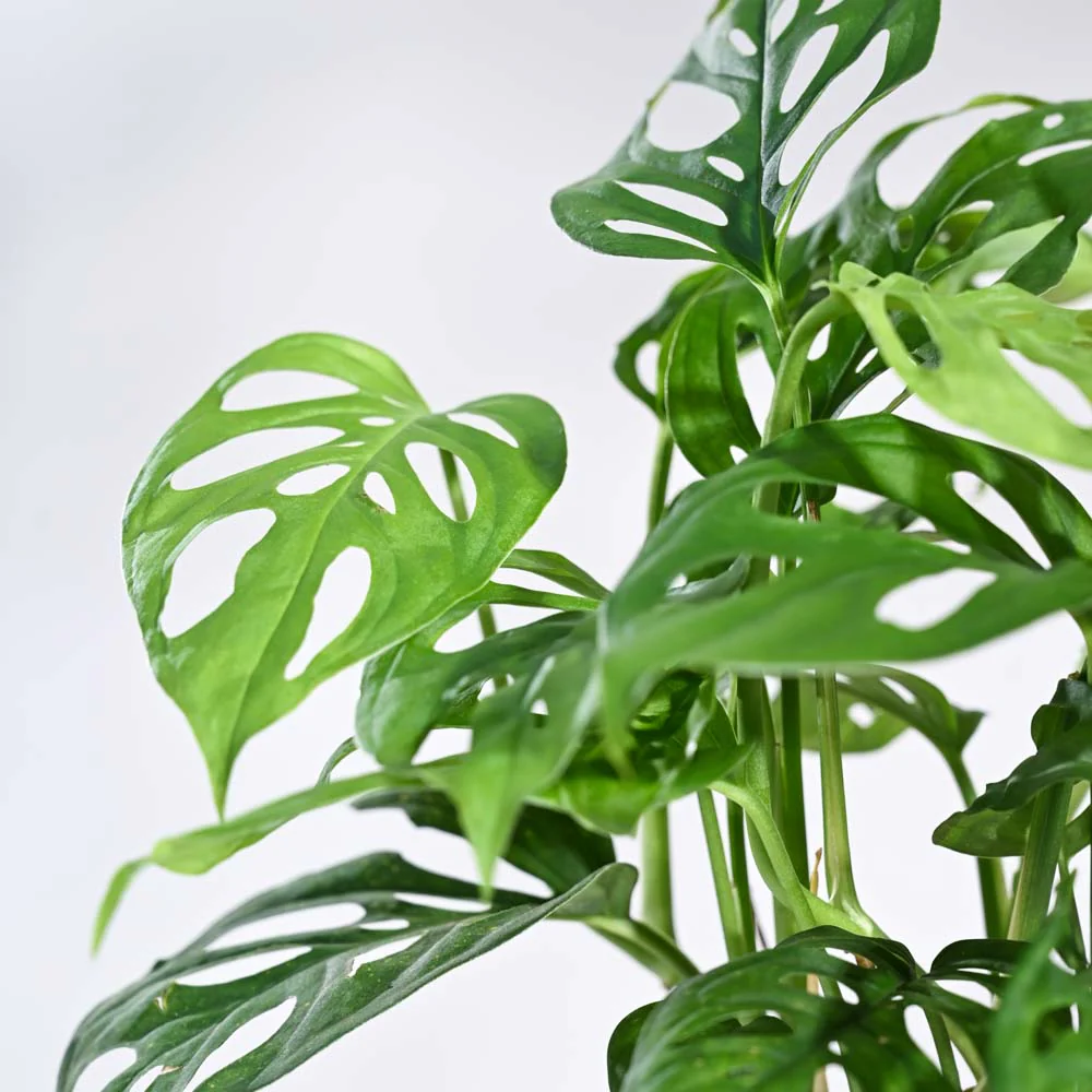 Ugaoo Philodendron Broken Heart Pet Safe Plant with White Self Watering Pot (Monstera Adansonii) - Image 7