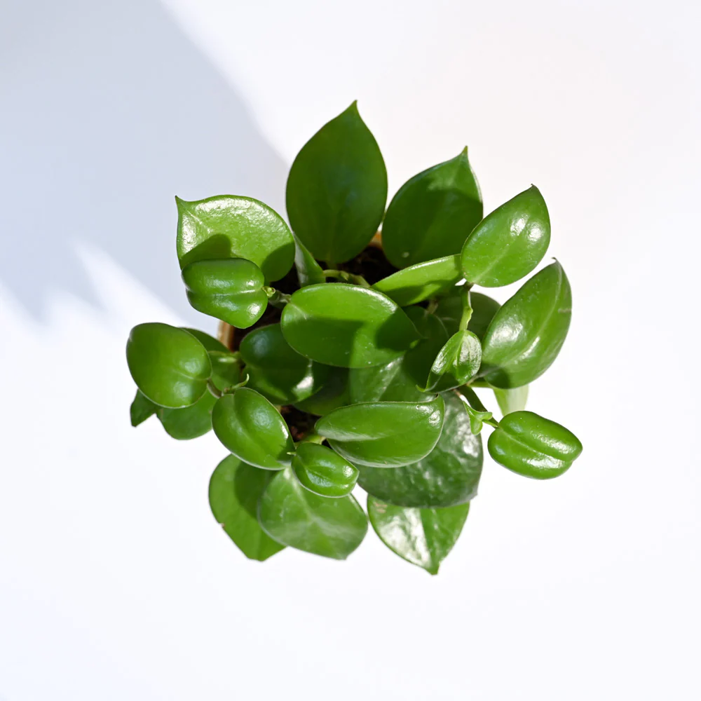 Ugaoo Succulent Live Peperomia Green Creeper Pet Safe Plant with Pot - Image 2