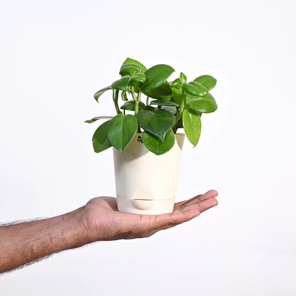 Ugaoo Succulent Live Peperomia Green Creeper Pet Safe Plant with Pot - Image 3