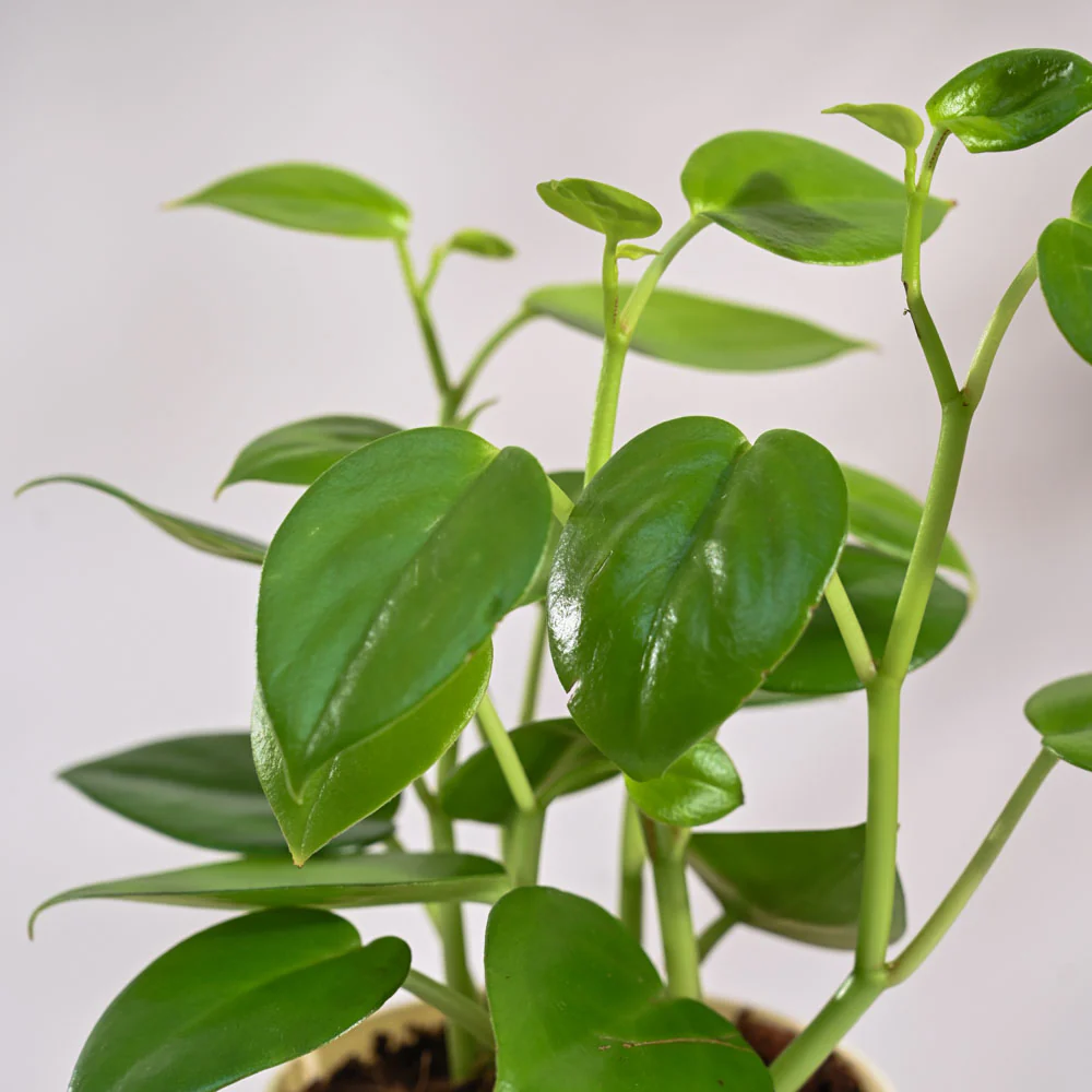 Ugaoo Succulent Live Peperomia Green Creeper Pet Safe Plant with Pot - Image 4