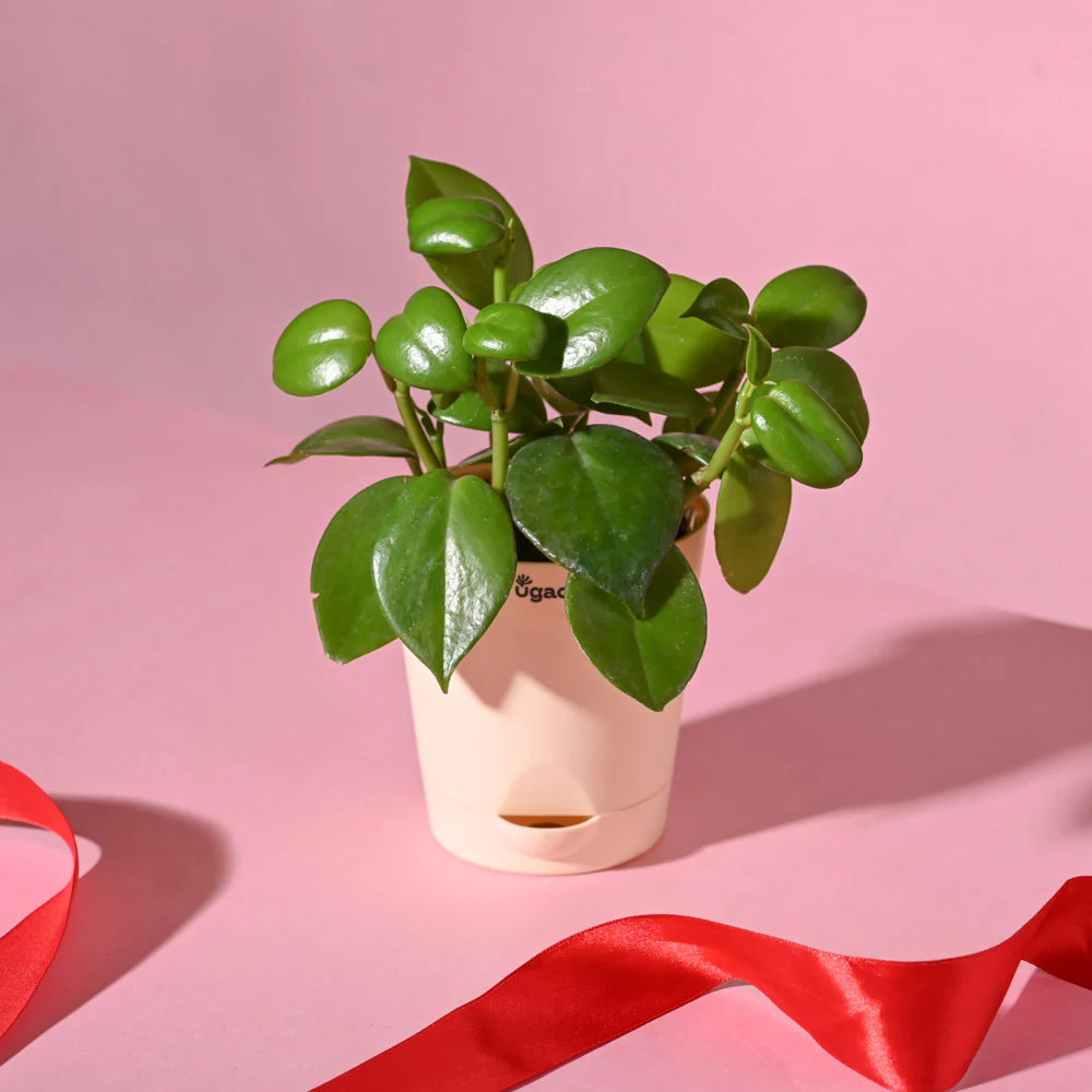 Ugaoo Succulent Live Peperomia Green Creeper Pet Safe Plant with Pot - Image 5