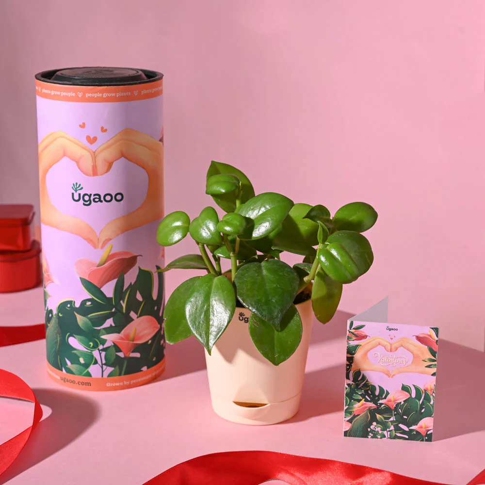 Ugaoo Succulent Live Peperomia Green Creeper Pet Safe Plant with Pot - Image 6