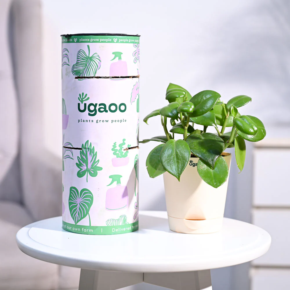 Ugaoo Succulent Live Peperomia Green Creeper Pet Safe Plant with Pot - Image 7
