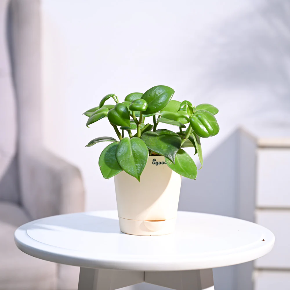 Ugaoo Succulent Live Peperomia Green Creeper Pet Safe Plant with Pot - Image 8
