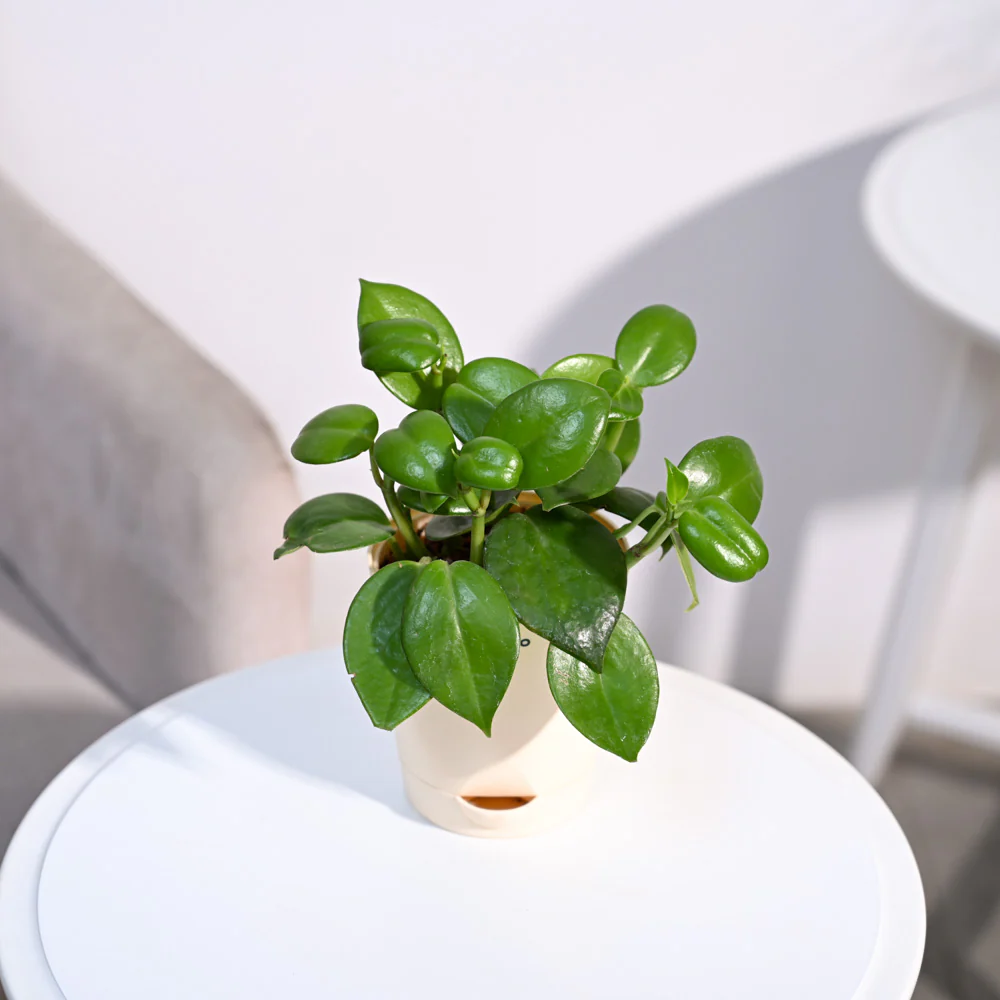 Ugaoo Succulent Live Peperomia Green Creeper Pet Safe Plant with Pot - Image 9