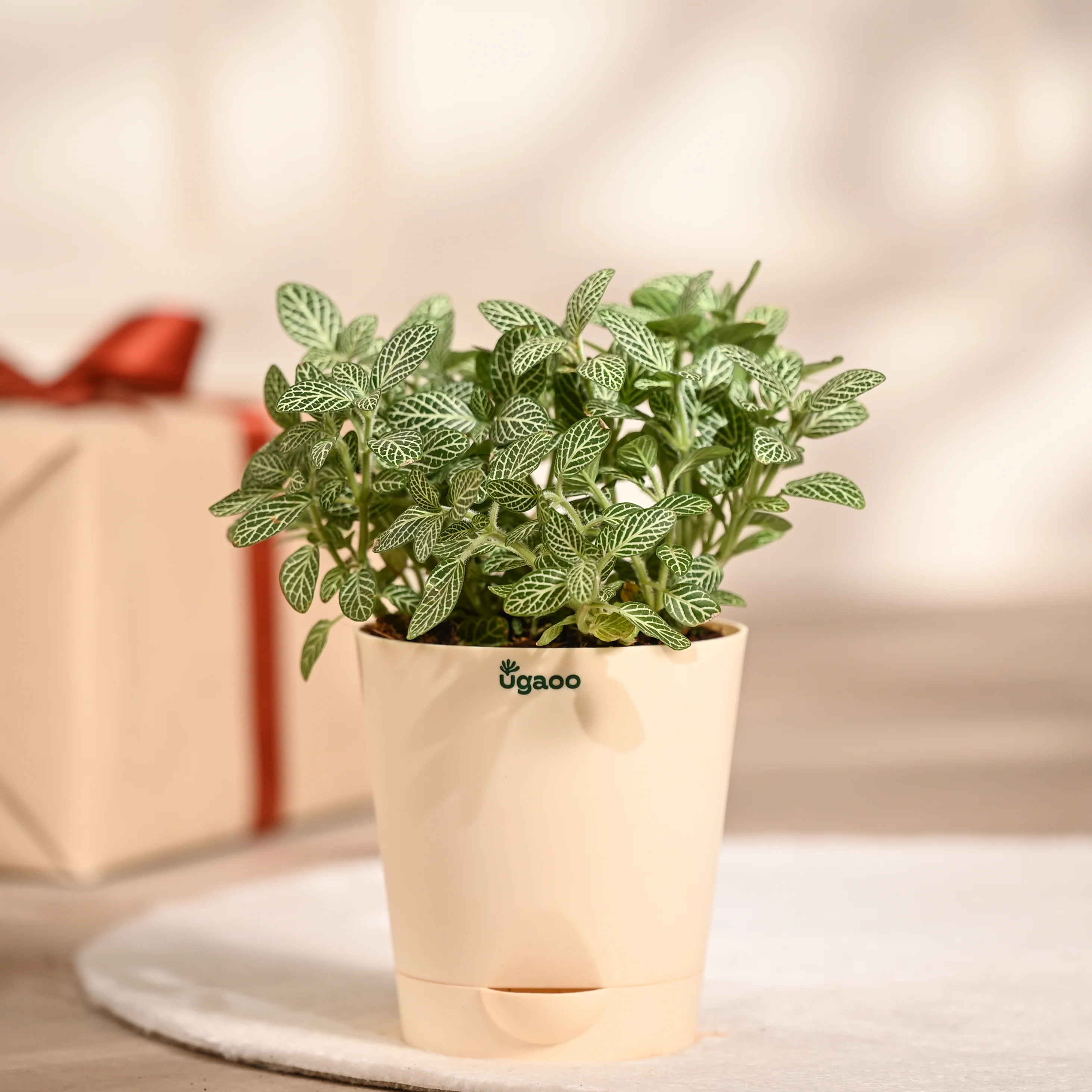 Ugaoo Fittonia Green Pet Safe Plant with Self Watering Pot (Nerve Plant) - Image 2