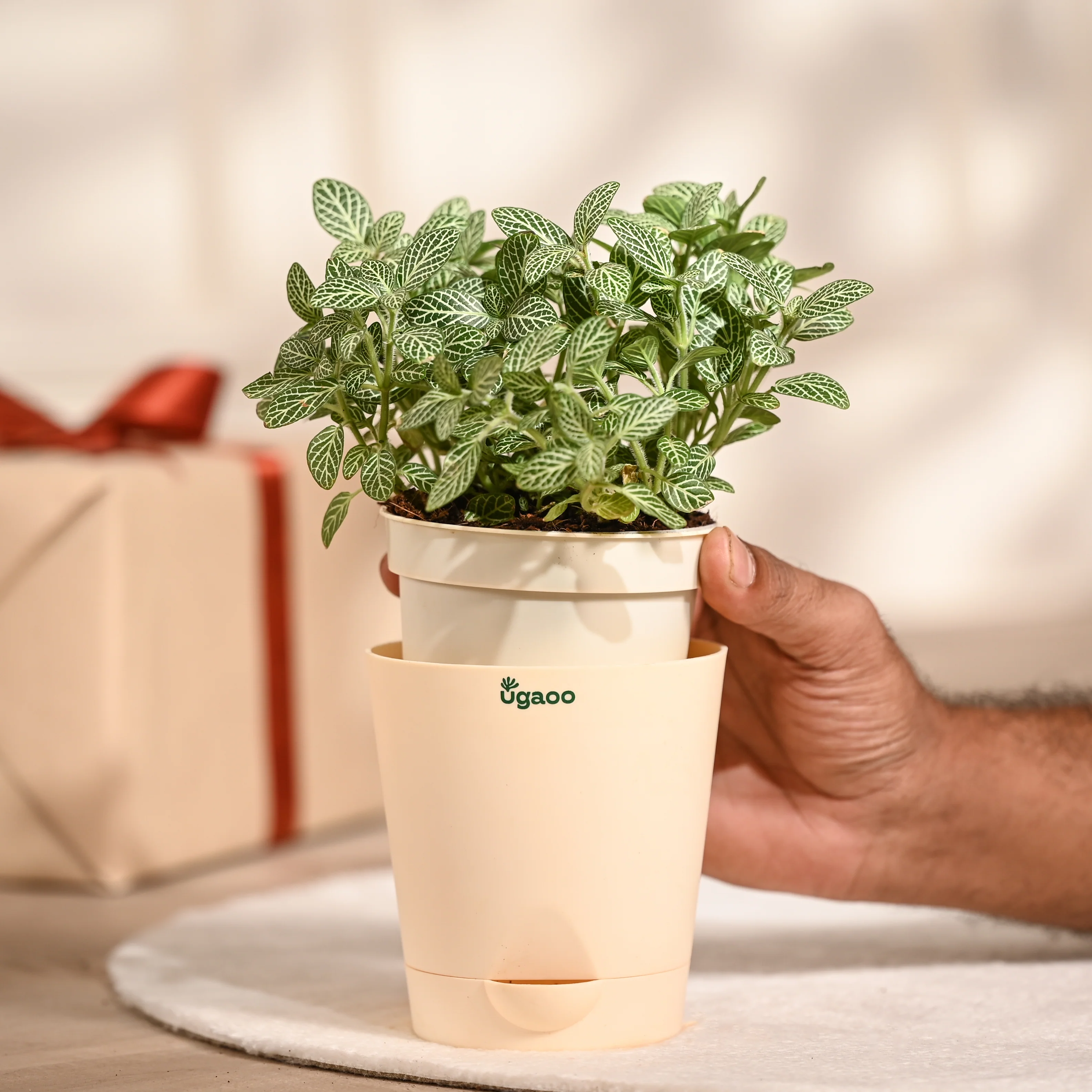 Ugaoo Fittonia Green Pet Safe Plant with Self Watering Pot (Nerve Plant) - Image 3
