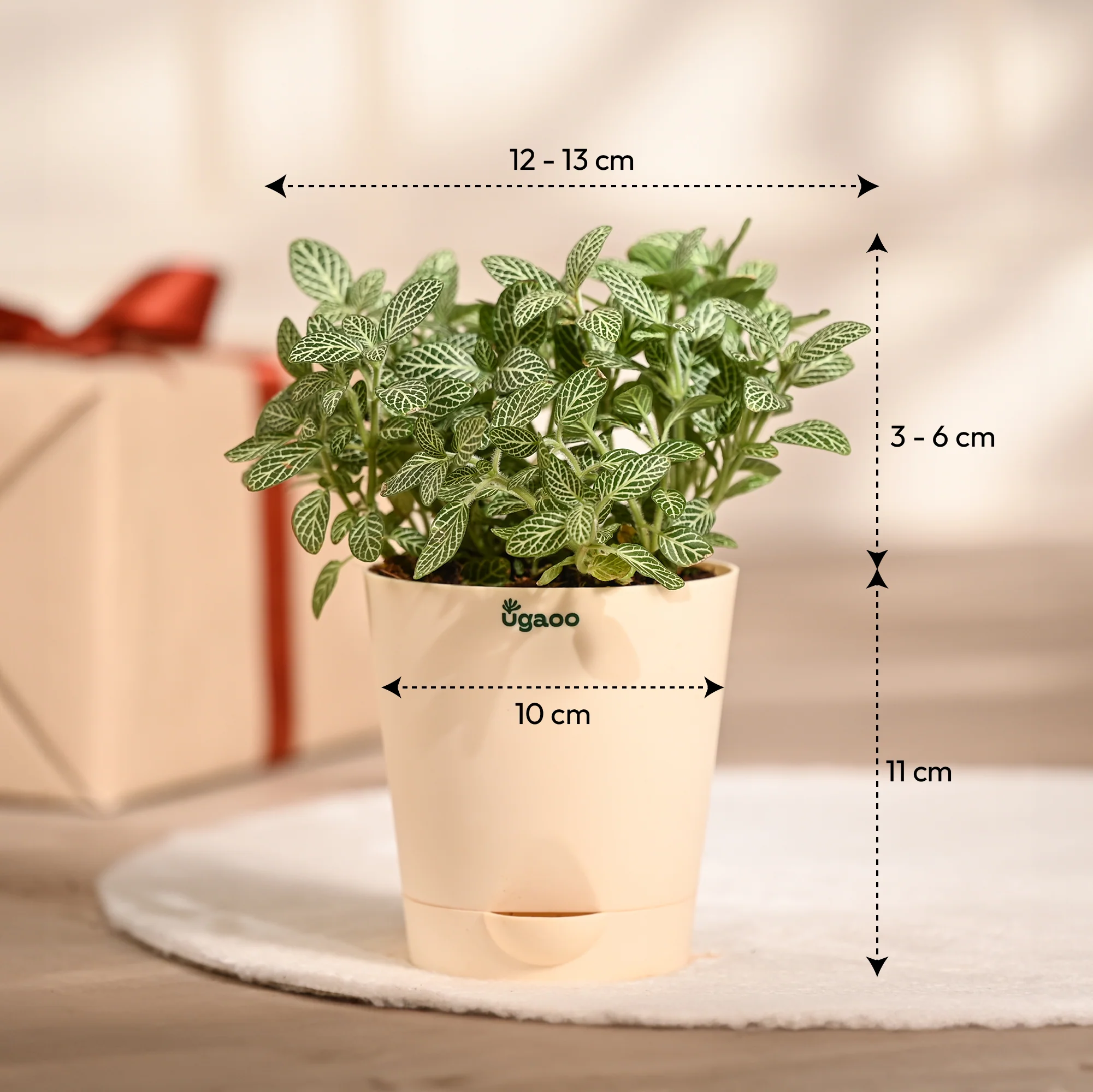 Ugaoo Fittonia Green Pet Safe Plant with Self Watering Pot (Nerve Plant) - Image 4