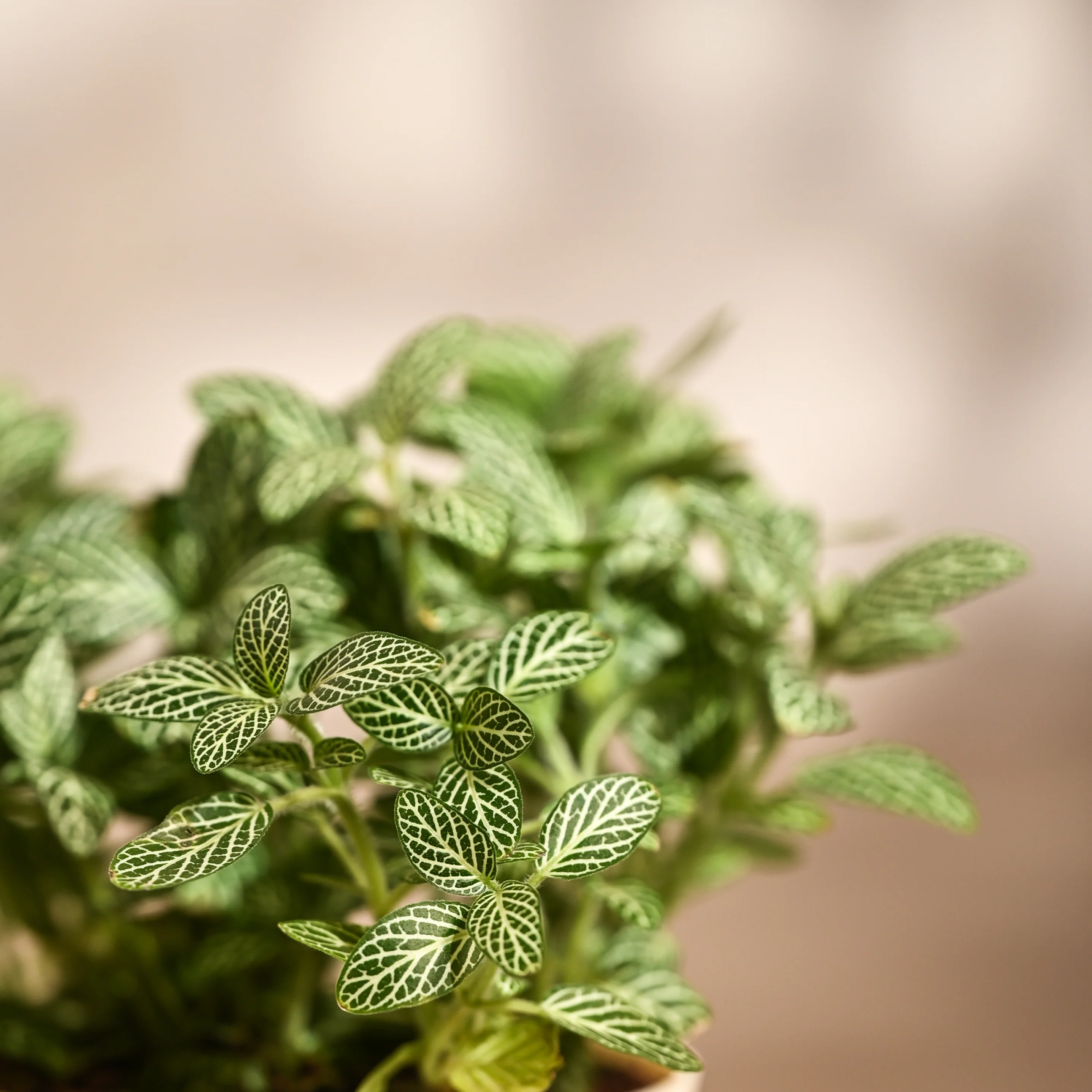 Ugaoo Fittonia Green Pet Safe Plant with Self Watering Pot (Nerve Plant) - Image 5