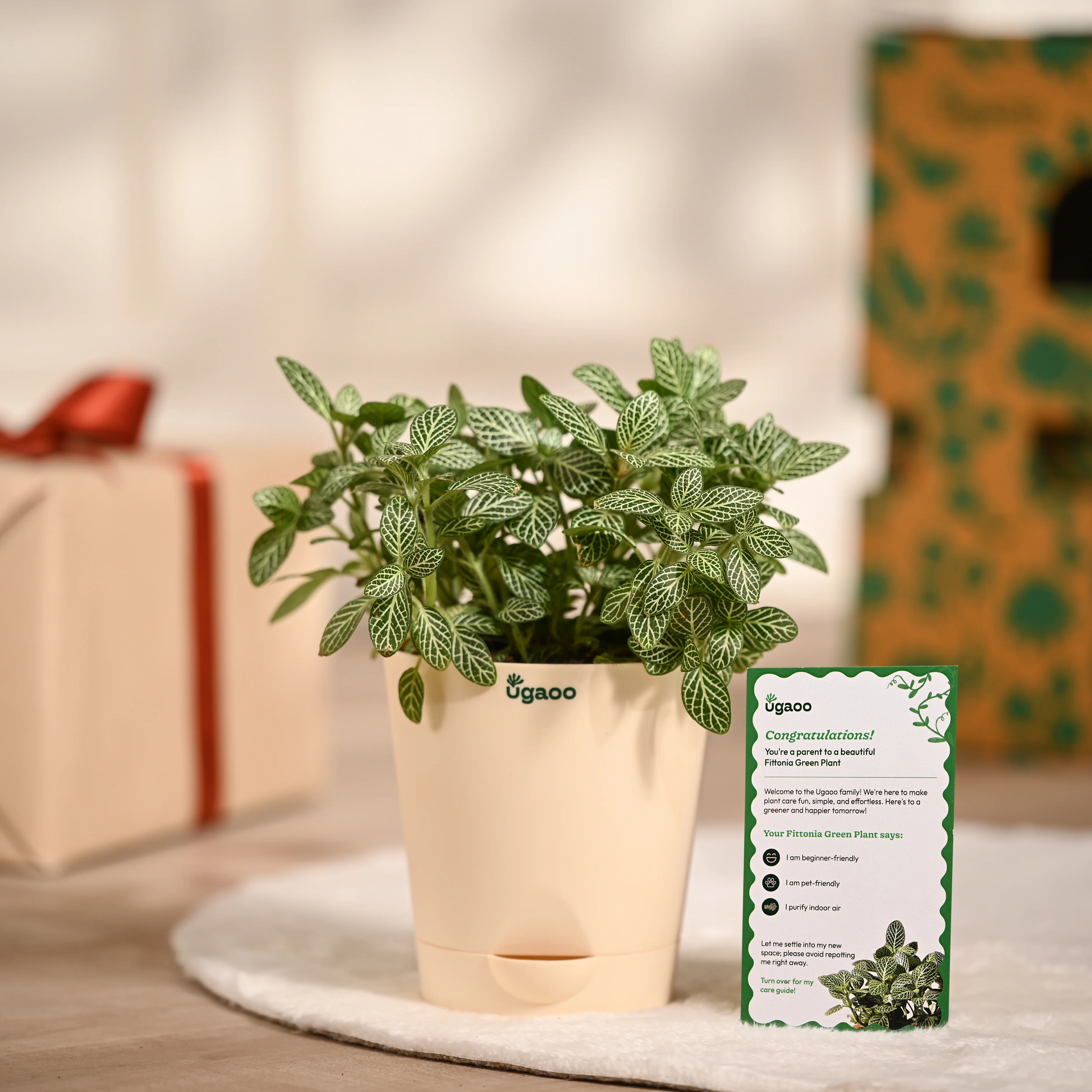 Ugaoo Fittonia Green Pet Safe Plant with Self Watering Pot (Nerve Plant) - Image 6