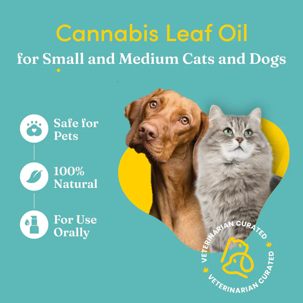 Vedic Tails Mild Cannabis Leaf Oil for Dogs and Cats - Image 4