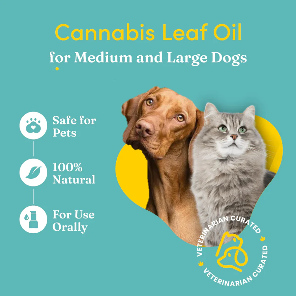 Vedic Tails Strong Cannabis Leaf Oil for Dogs and Cats - Image 4
