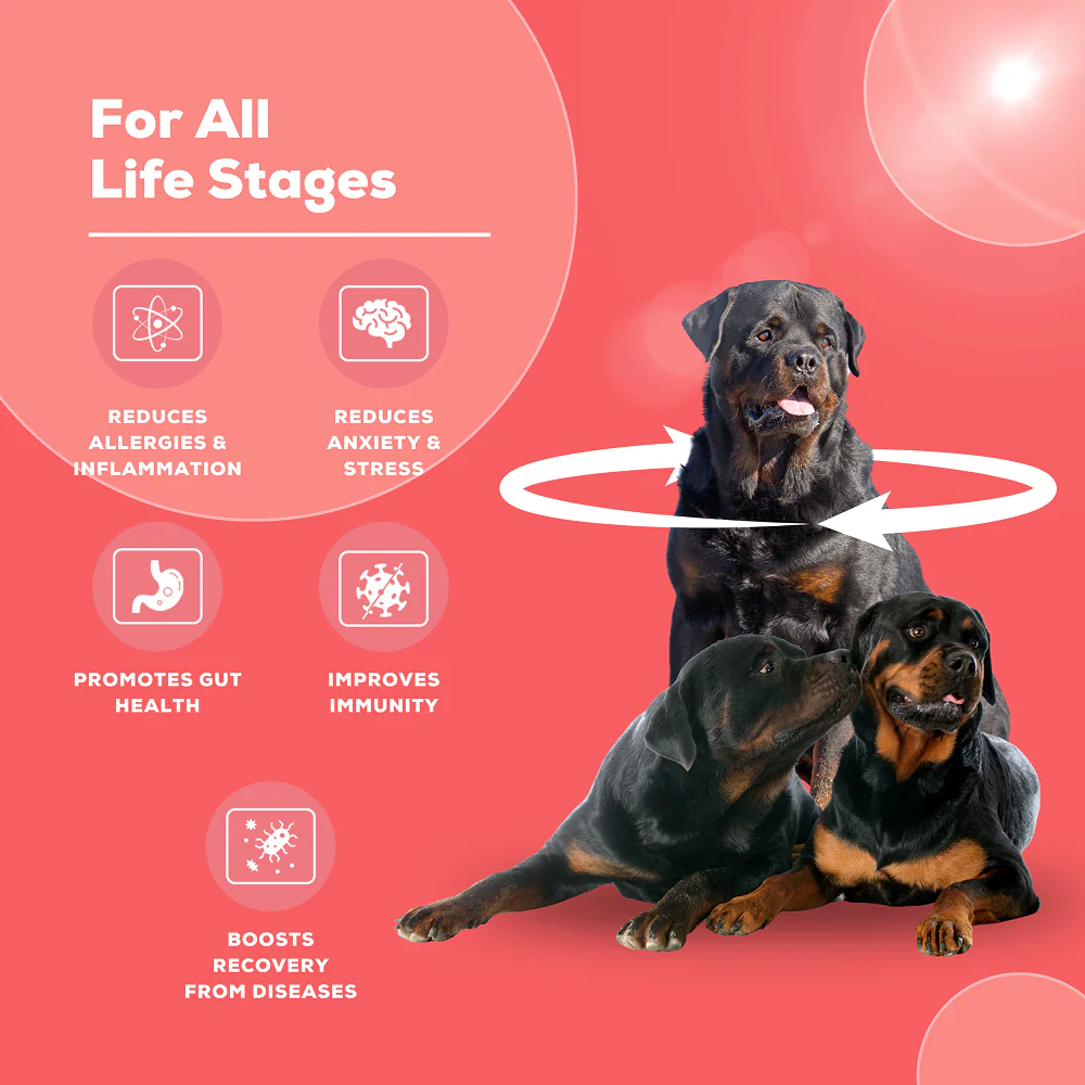 Venttura Immuno Plus Immunity Booster Spray for Dogs - Image 4