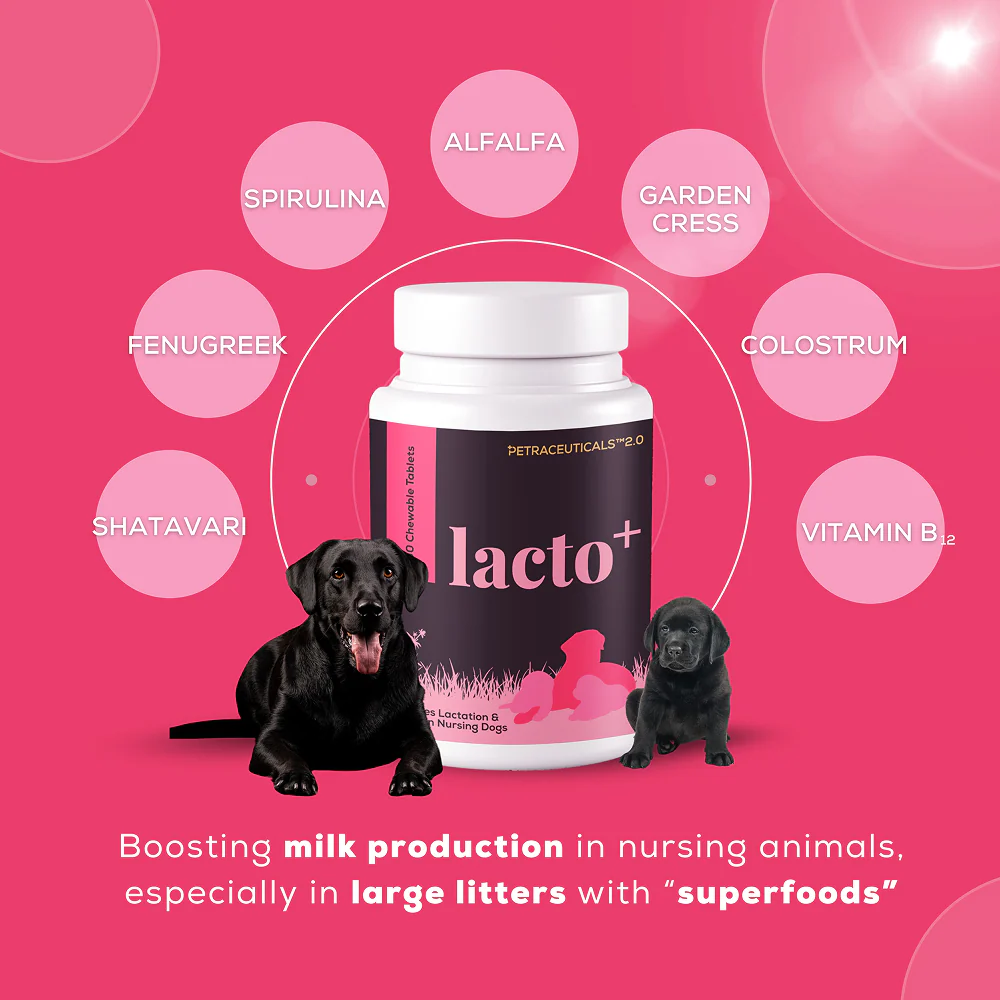 Venttura Lacto Plus Milk Boosters Chewable Tablets for Dogs - Image 3
