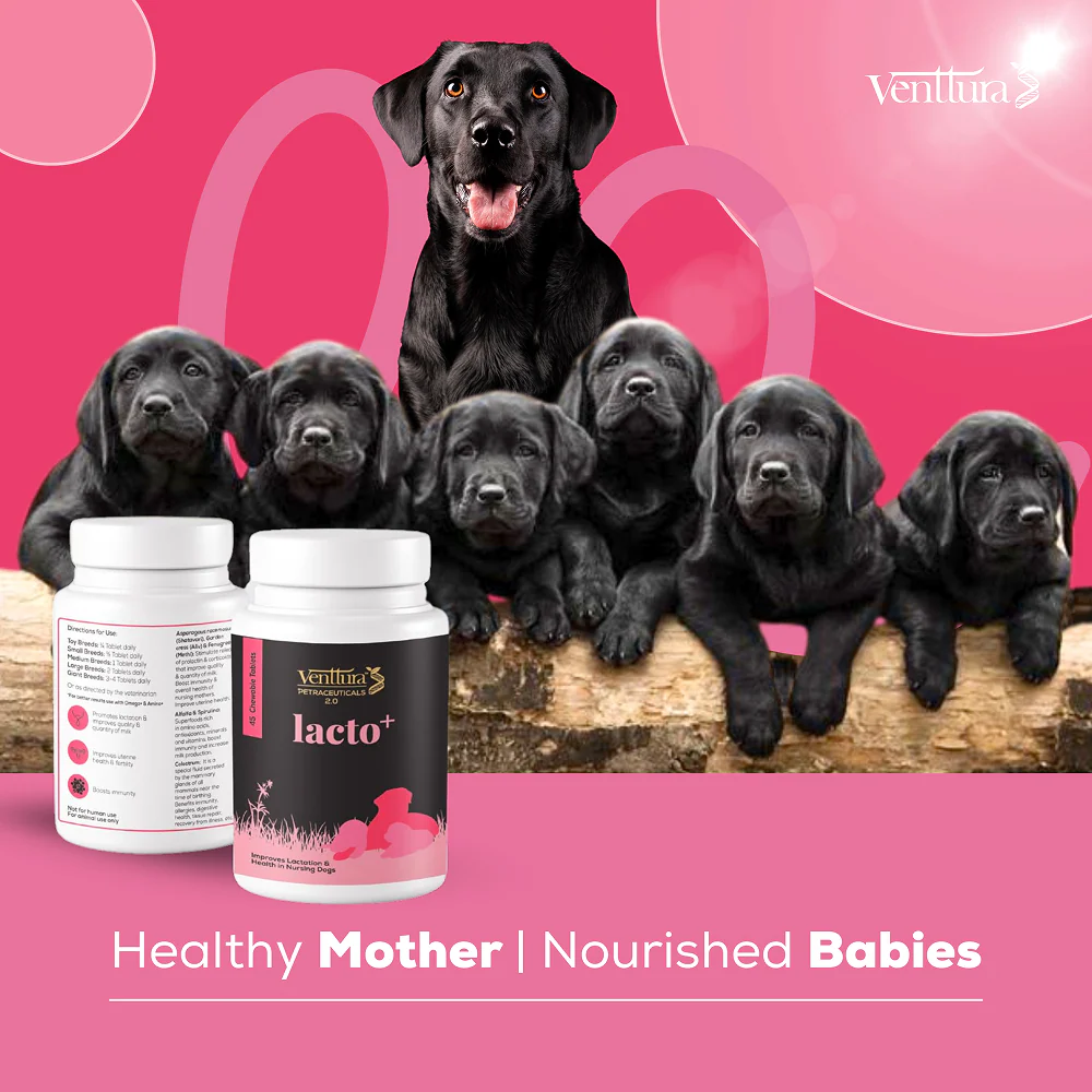 Venttura Lacto Plus Milk Boosters Chewable Tablets for Dogs - Image 5