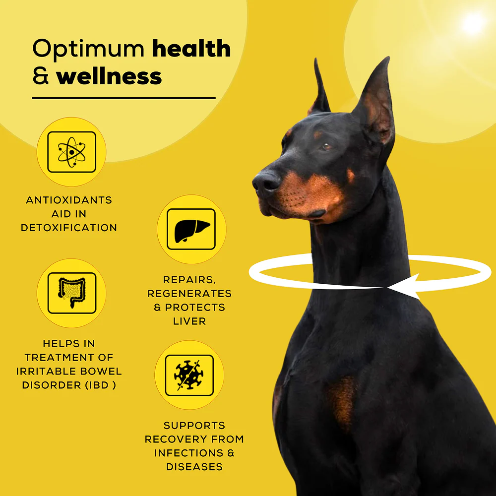 Venttura Livo Plus Liver Supplement Syrup for Dogs - Image 7