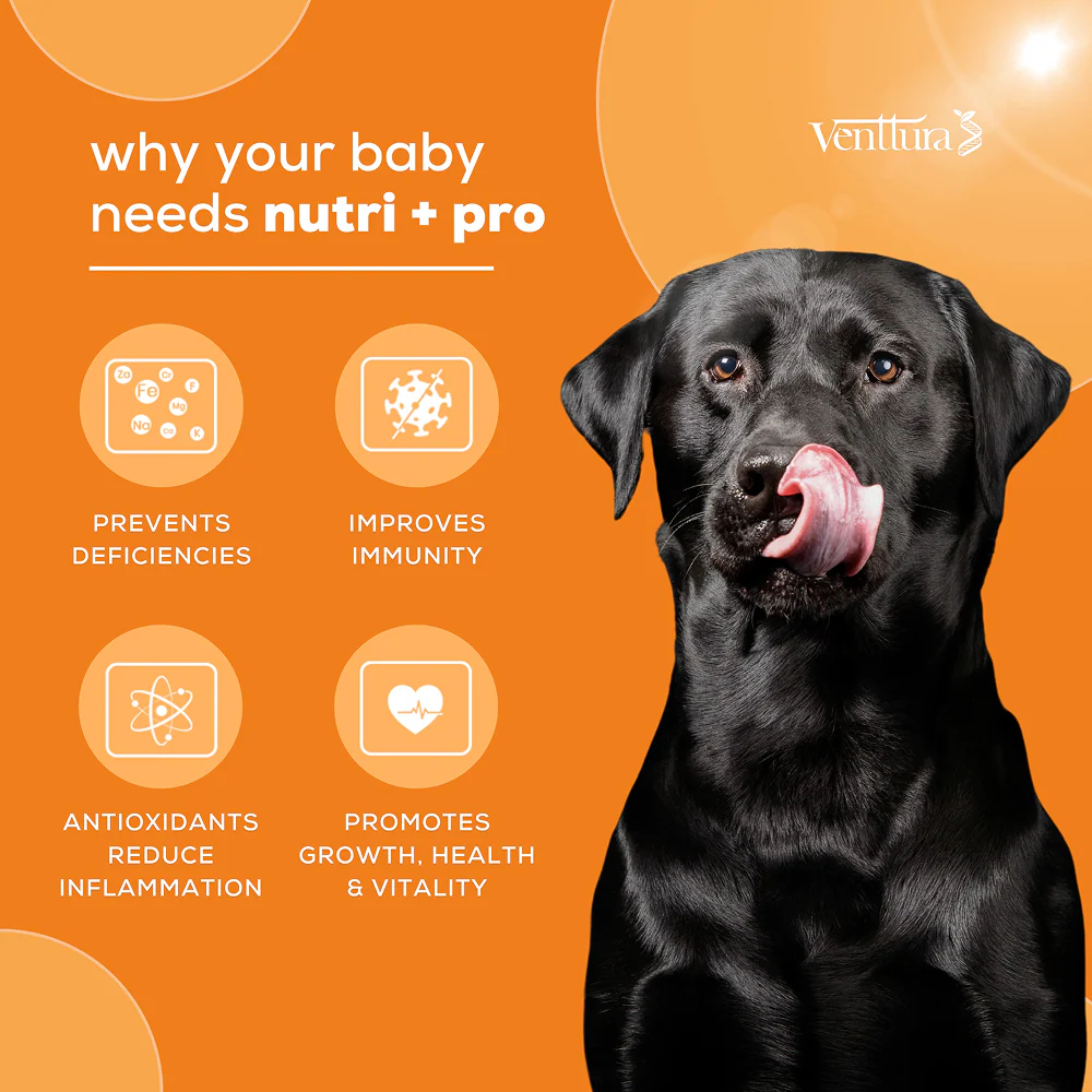 Venttura Nutri Plus Pro Multi Vitamin Chewable Tablets for Dogs - Image 5