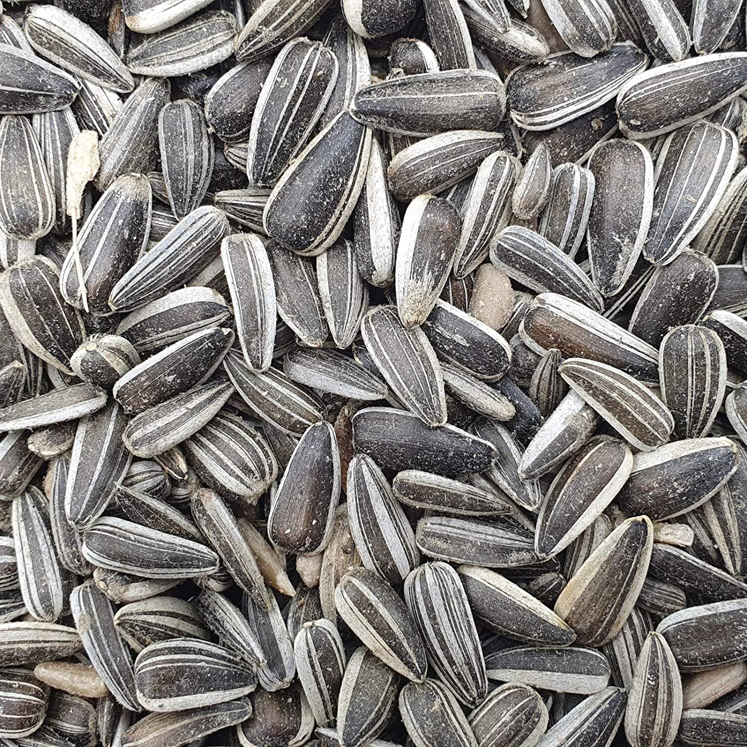 Versele Laga Sunflower Seeds Striped and Prestige Food for Big Parakeets and Birds - Image 3