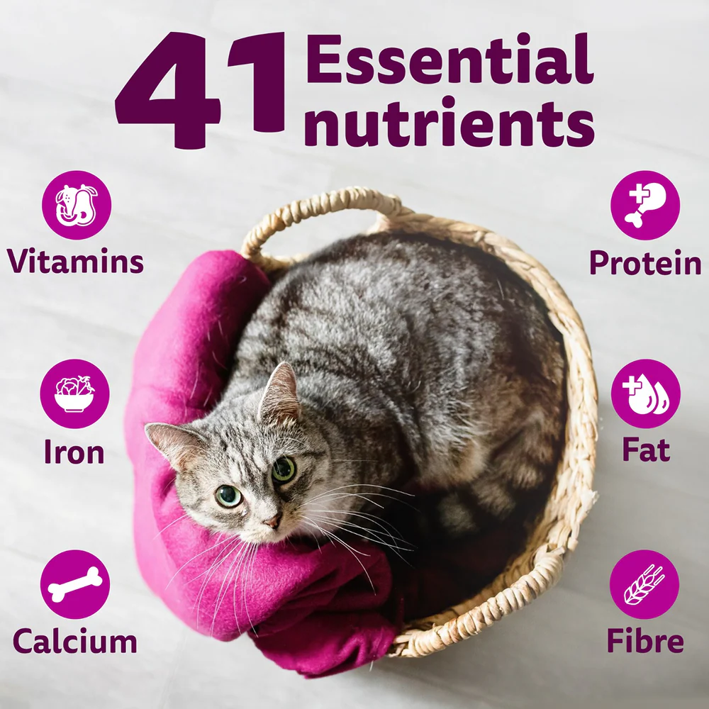 Whiskas Chicken Flavour Cat (Adult 1+) Dry Food - Image 7
