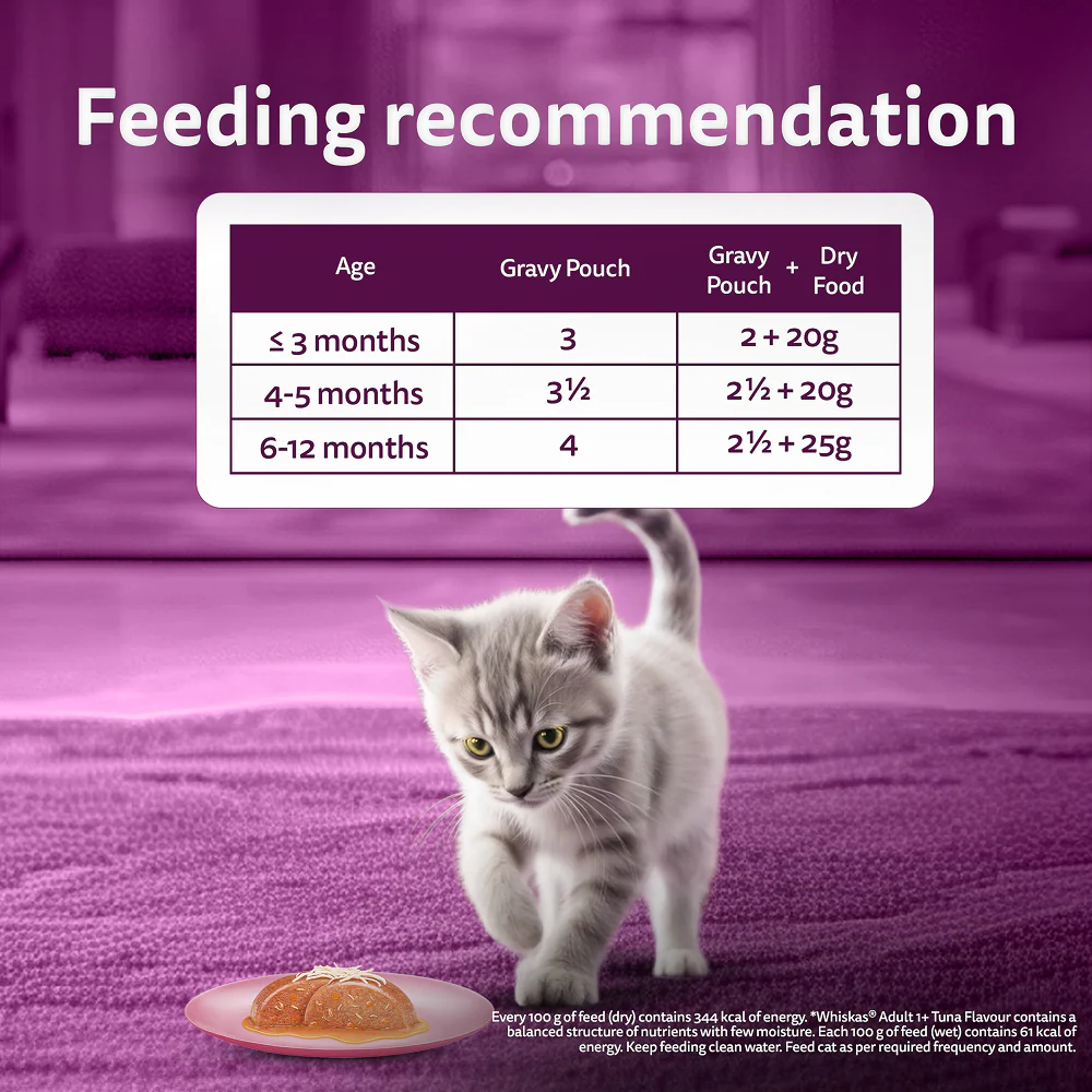 Whiskas Kitten Cat Food Combo |Ocean Fish Dry & Chicken with Salmon in Jelly in Gravy Wet - Image 23