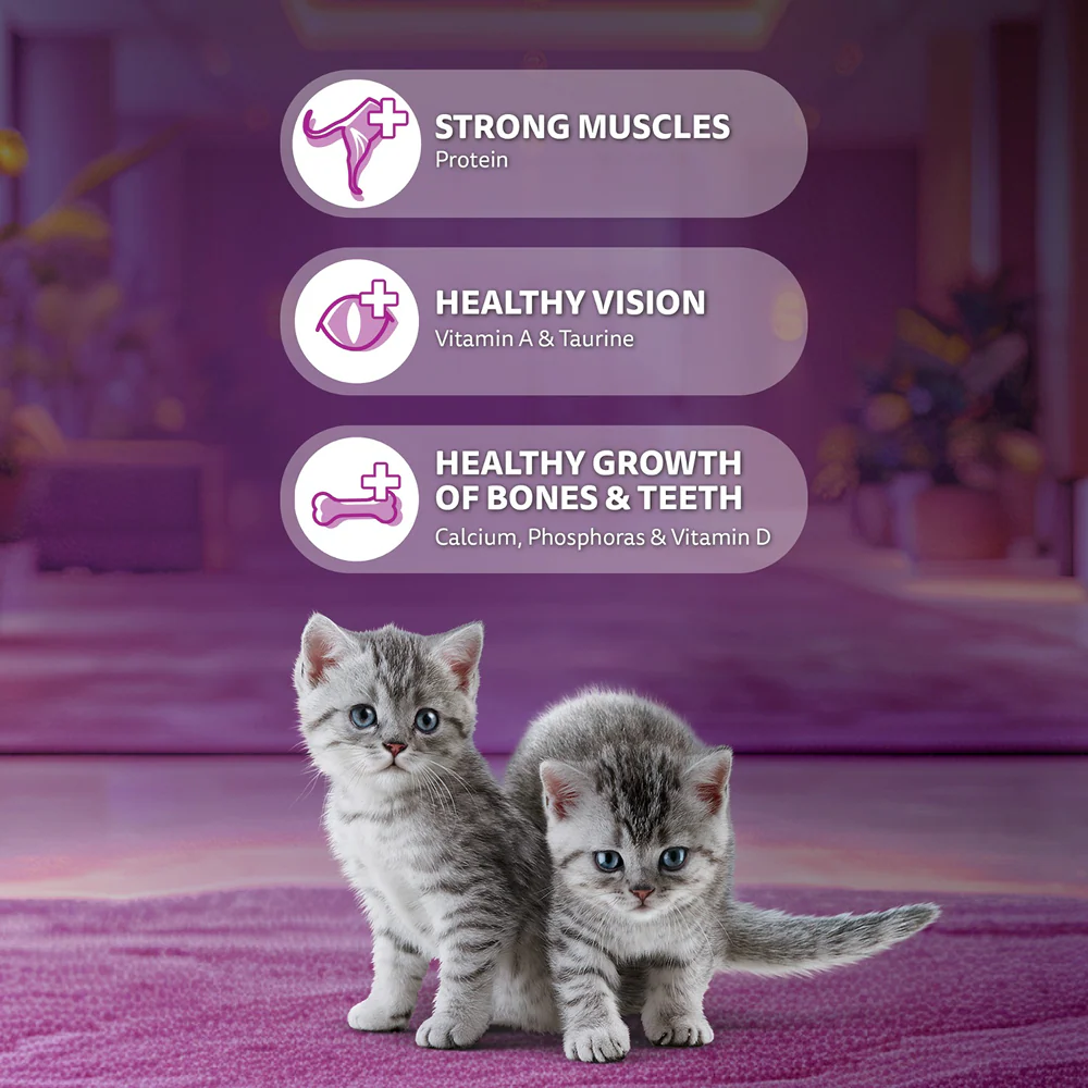 Whiskas Kitten Cat Food Combo |Ocean Fish Dry & Chicken with Salmon in Jelly in Gravy Wet - Image 4