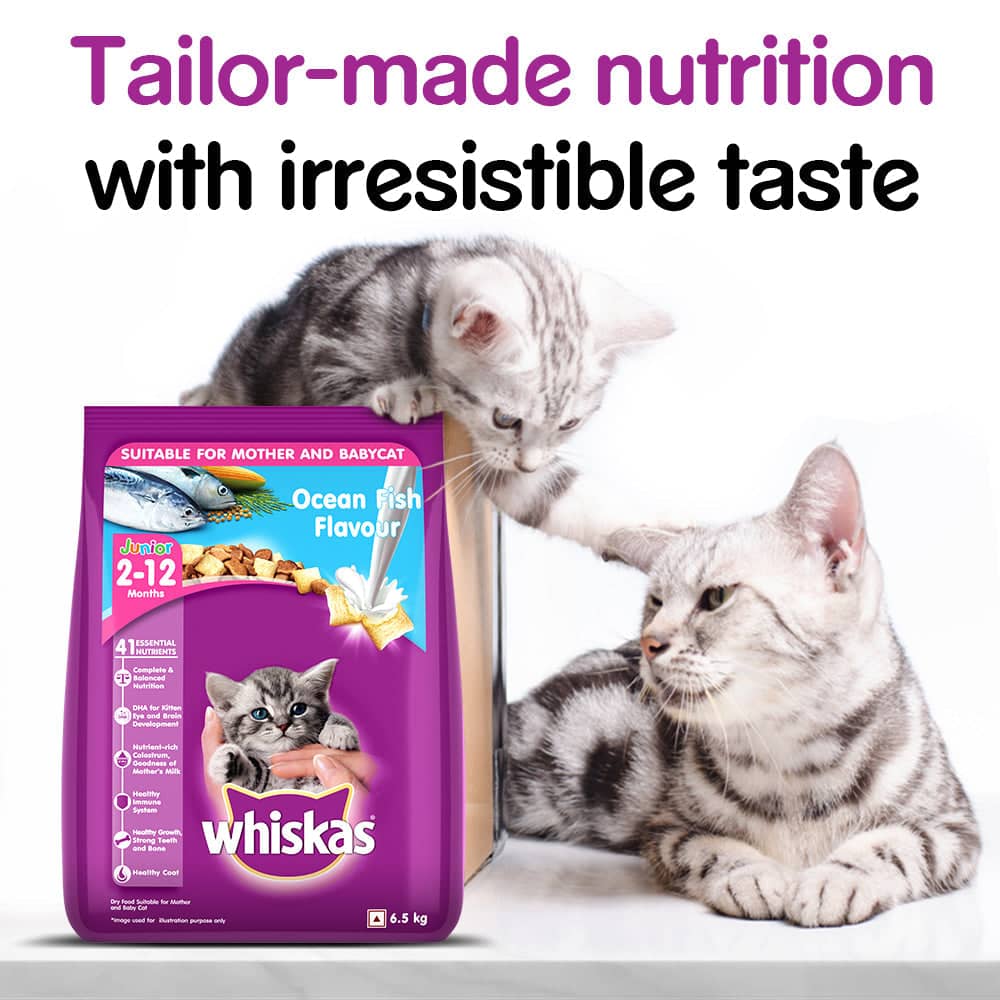 Whiskas Ocean Fish and Tuna in Jelly Kitten Dry and Wet Food Combo - Image 15