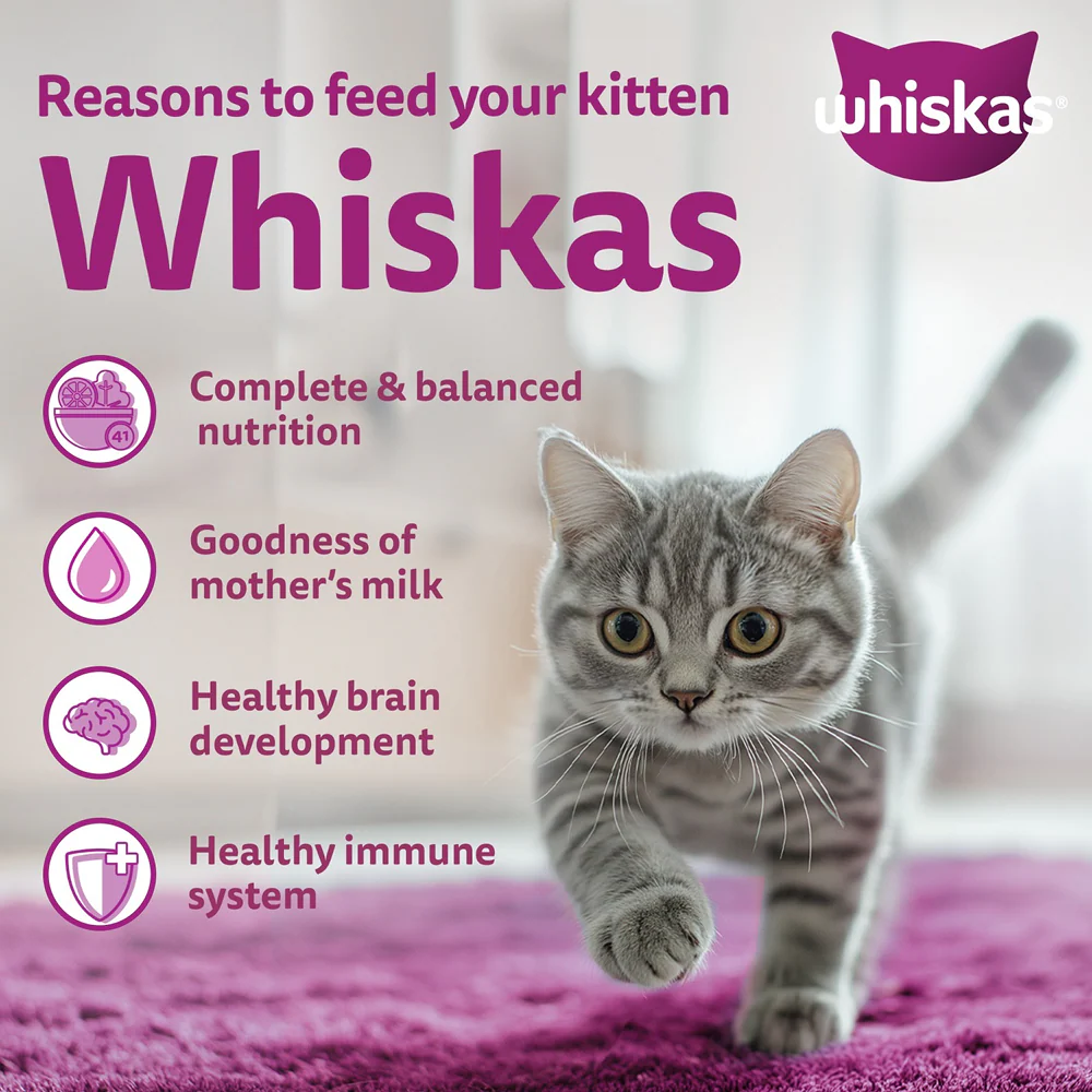Whiskas Ocean Fish Kitten/Mother and Baby Cat Dry Food - Image 6