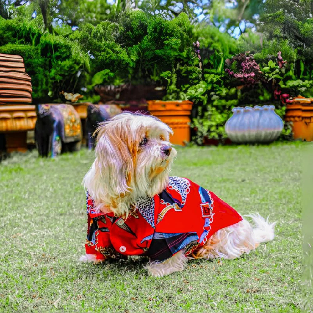 Woofiezz Statement Shirt for Dogs and Cats (Red/Black) - Image 4