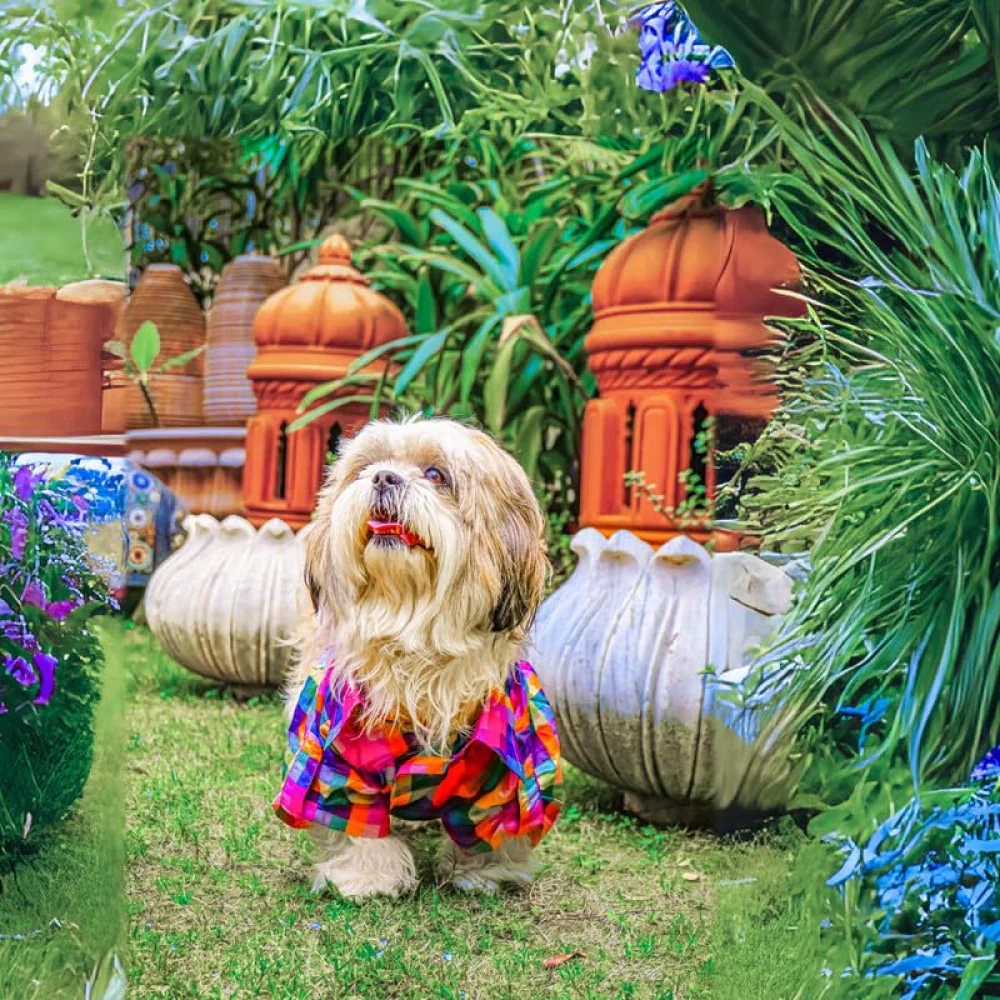 Woofiezz Plaid Shirt for Dogs and Cats (Rainbow) - Image 4