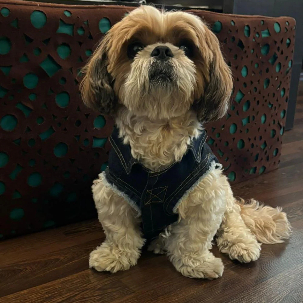 Woofiezz Denim Jackets for Dogs and Cats (Blue) - Image 4