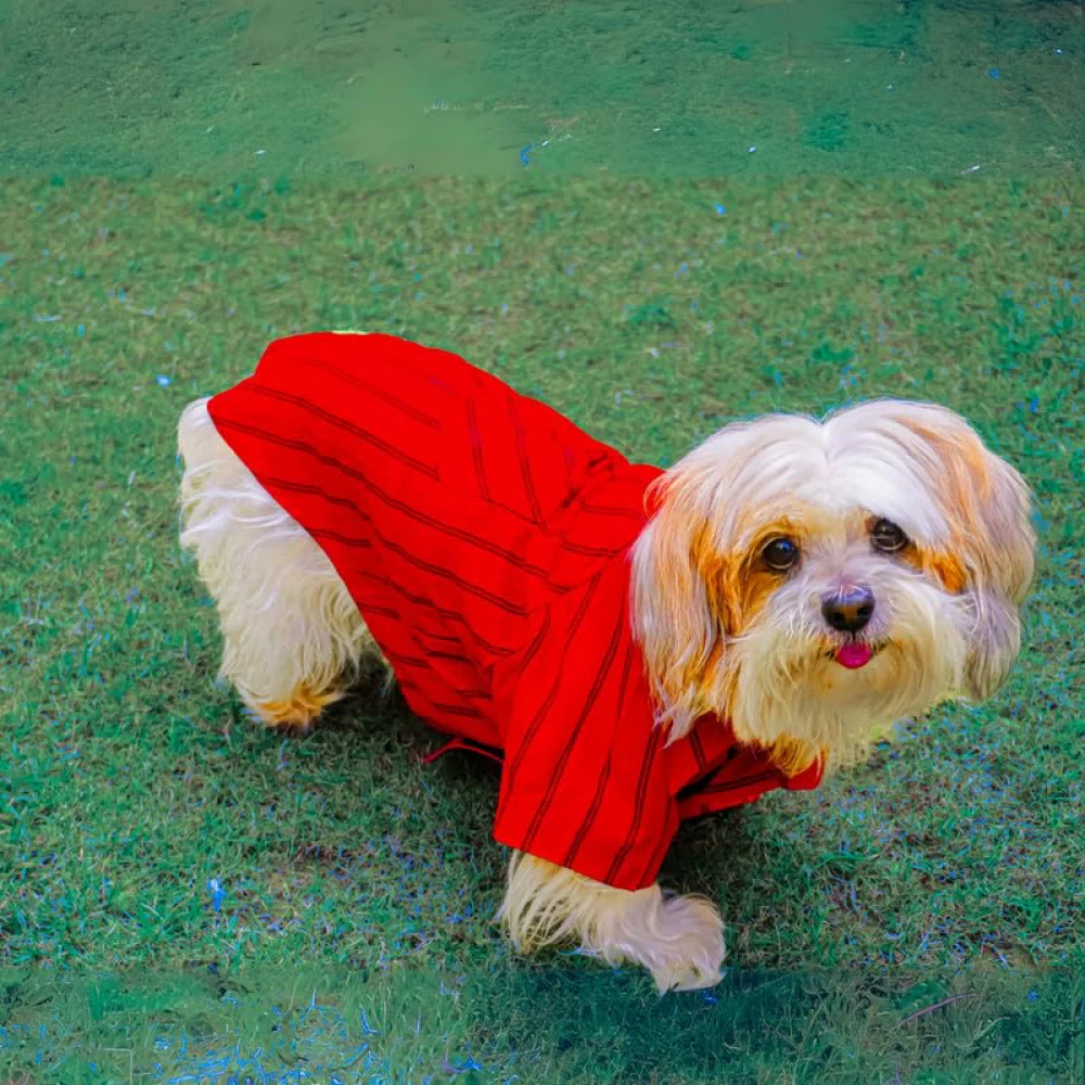 Woofiezz Bold Blaze Party Shirt for Dogs and Cats (Red) - Image 4