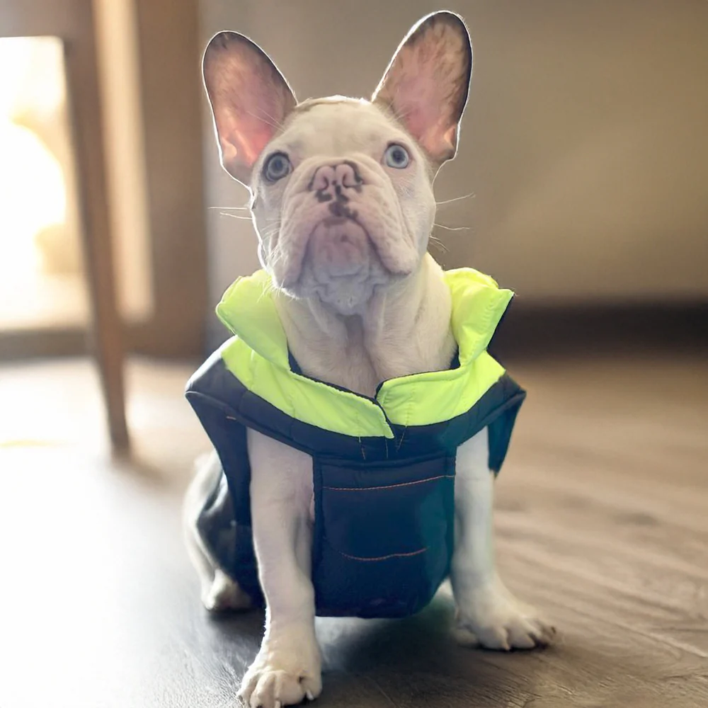 Woofiezz Warm & Comfortable Winter Jackets for Dogs and Cats (Neon Green/Blue) - Image 5