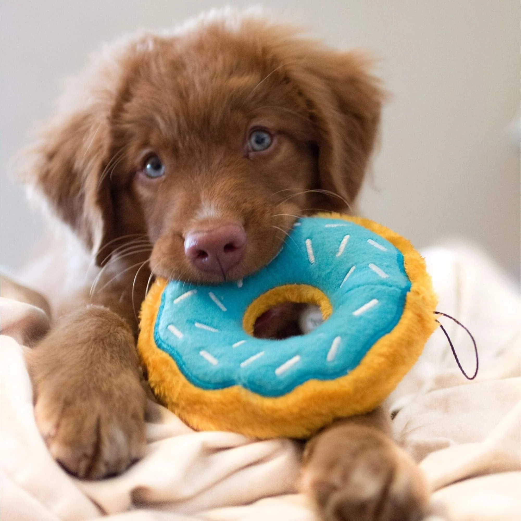 Zippy Paws Blueberry Donutz Plush Toy for Dogs - Image 6