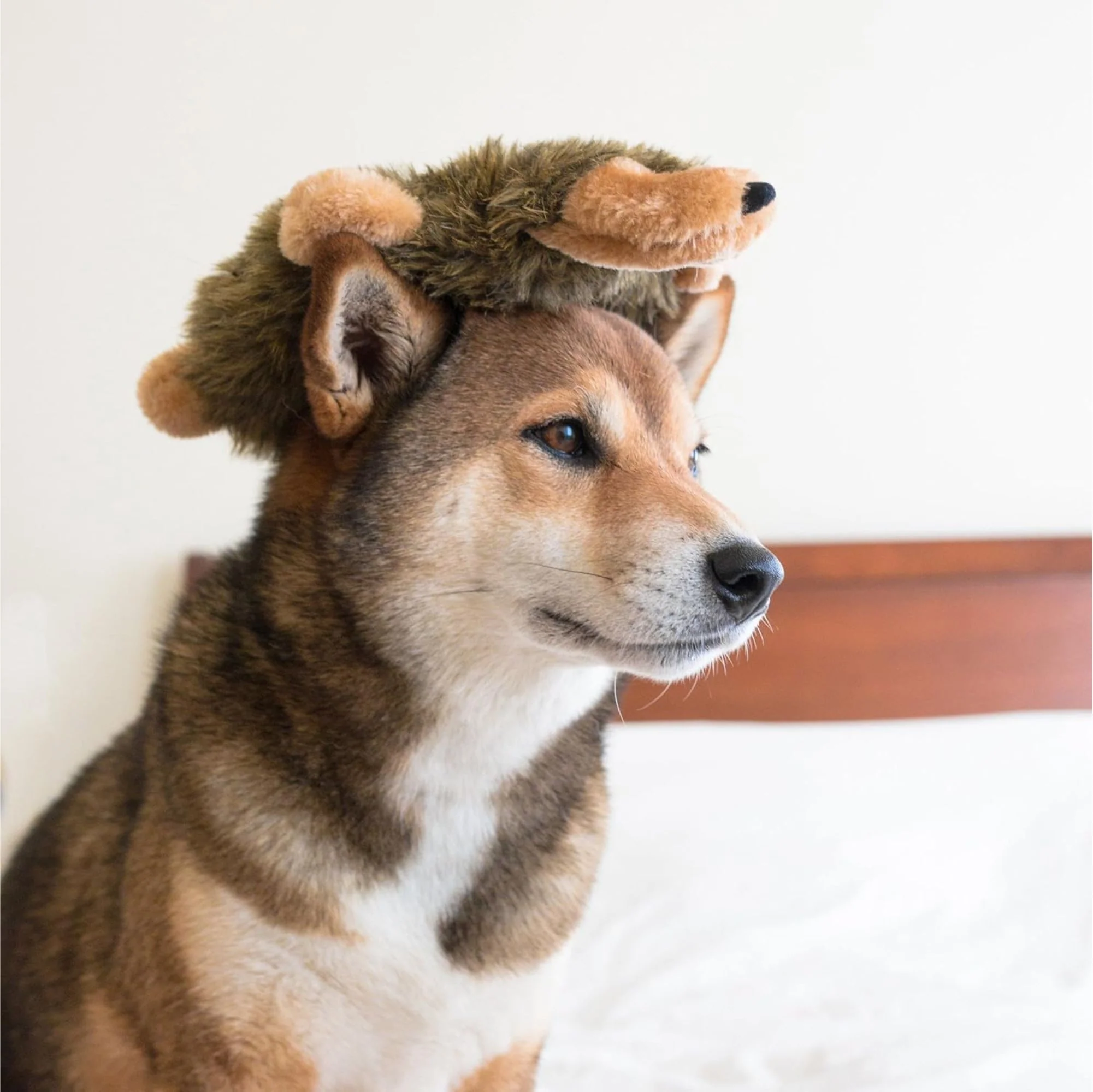 Zippy Paws Loopy Hedgehog Plush Toy for Dogs - Image 7