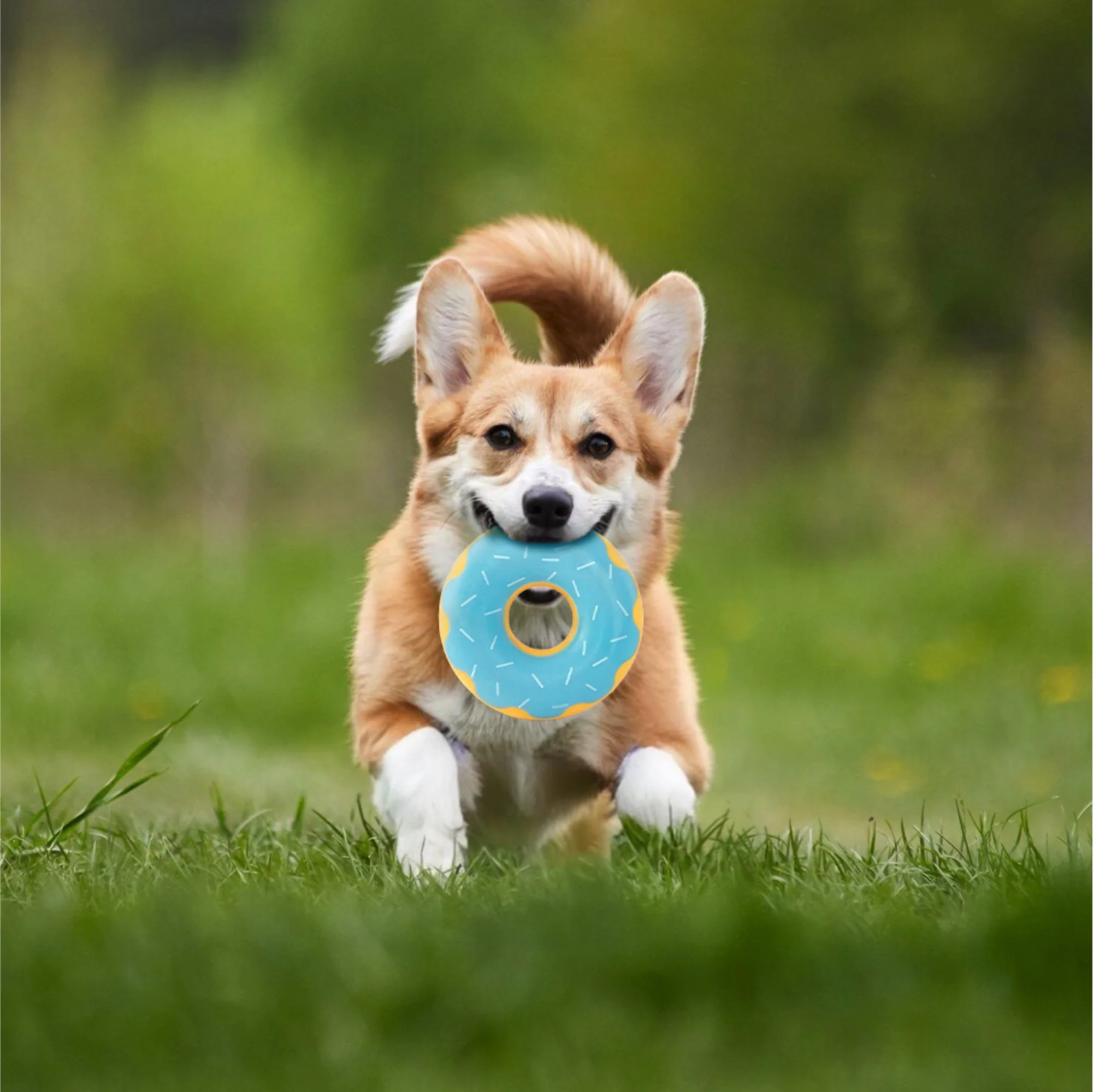 Zippy Paws Zippy Blueberry Tuff Donutz Plush Toy for Dogs - Image 5