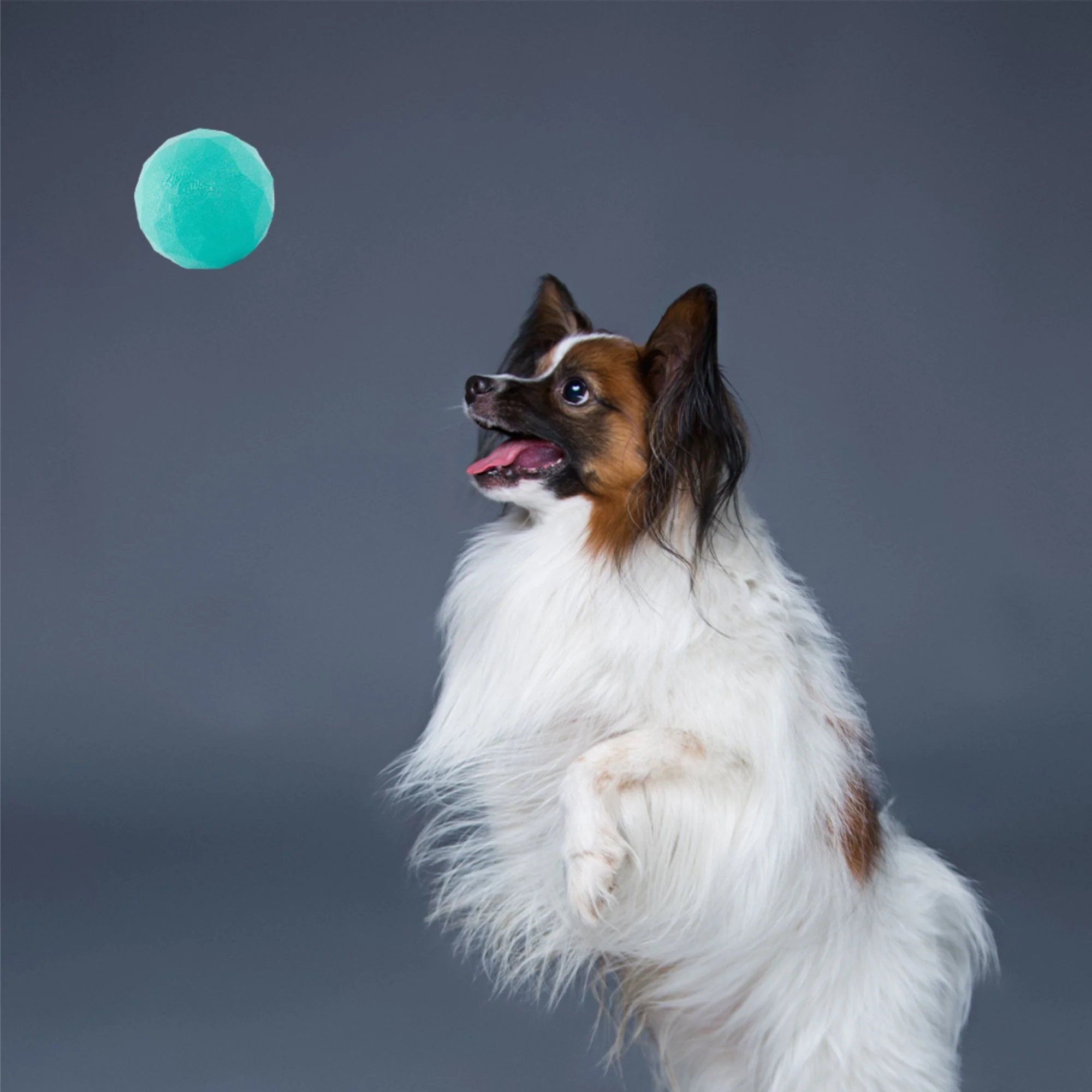 Zippy Paws ZippyTuff Waggle Ball Plush Toy for Dogs - Image 6