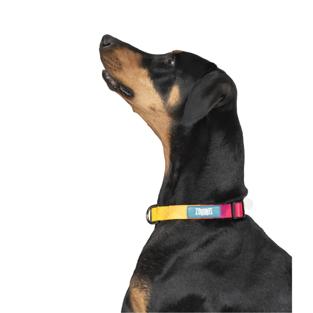 Zoomiez Solar Printed Collar for Dogs - Image 4