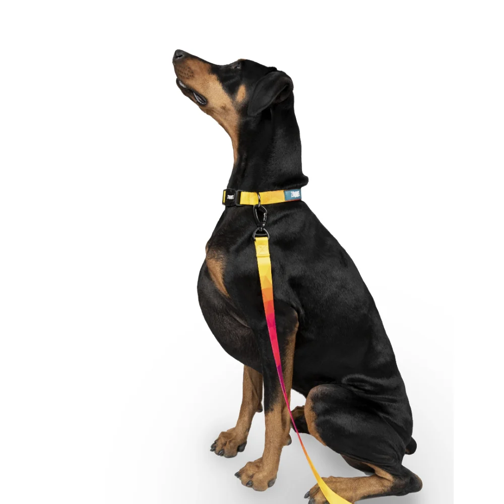 Zoomiez Solar Printed Leash for Dogs - Image 3