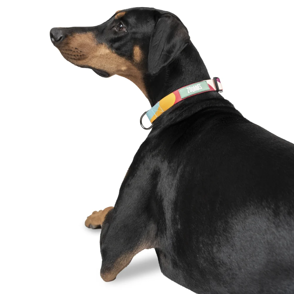 Zoomiez Swirl Printed Collar for Dogs - Image 5